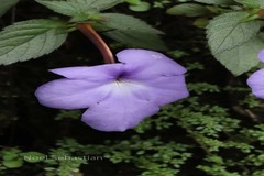 Achimenes longiflora